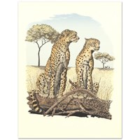 Cheetahs