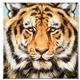 artist Martin Katon-art