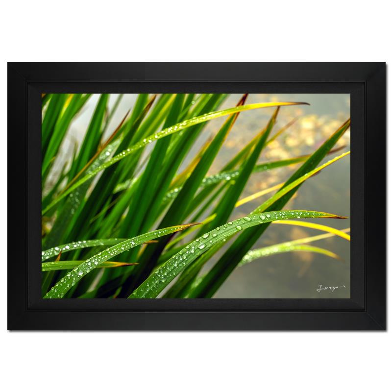 Morning Splash by Jongas For Auction 261594