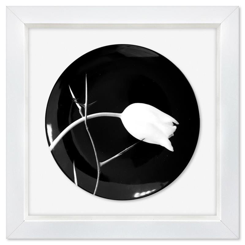 Tulip (1988)