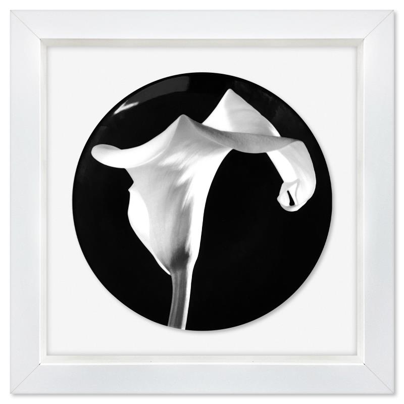 Calla Lily (1988) by Robert Mapplethorpe For Auction